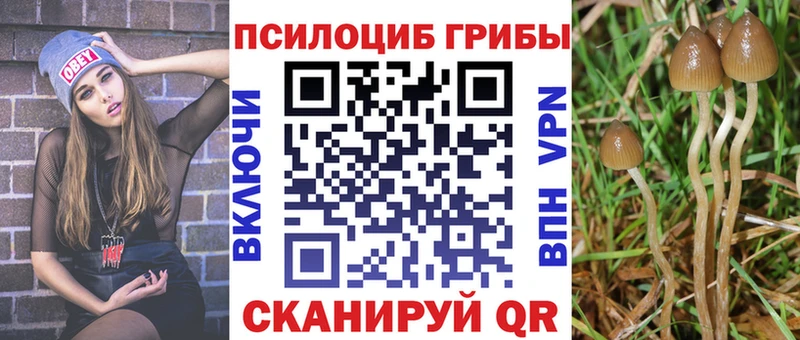 OMG как войти Строитель Галлюциногенные грибы Psilocybe